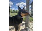 Adopt Missy a Tricolor (Tan/Brown & Black & White) Blue Heeler / Mixed Breed