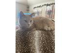 Adopt Ms Vida Boheme a Tan or Fawn Tabby Maine Coon / Mixed (medium coat) cat in