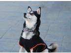Adopt Jubilee a Black - with White Siberian Husky / Australian Cattle Dog /