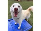 Adopt Platinum a Husky / Jindo / Mixed dog in San Diego, CA (41145983)