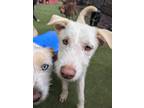 Adopt Onigiri a Terrier (Unknown Type, Medium) / Poodle (Standard) / Mixed dog