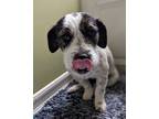 Adopt Benelli a Border Terrier / Jack Russell Terrier / Mixed dog in San Diego