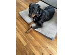 Adopt Bessie Mae a Black - with Tan, Yellow or Fawn Rottweiler dog in Fort