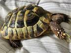 Adopt Cooper a Tortoise reptile, amphibian, and/or fish in Uwchlan