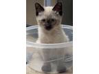Adopt Parton a Cream or Ivory (Mostly) Siamese (medium coat) cat in Goodyear