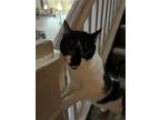 Adopt Oreo ***COURTESY POST*** a American Shorthair / Mixed (short coat) cat in