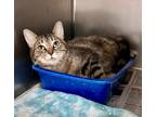 Adopt Meru a Brown Tabby Domestic Shorthair (short coat) cat in Newport