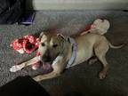 Adopt Lily a American Staffordshire Terrier / American Pit Bull Terrier / Mixed