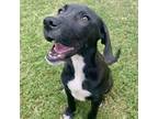 Adopt Edgar a Beagle