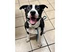 Adopt Massive a Black - with White American Pit Bull Terrier / Great Dane /