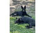 Adopt Soul a Black German Shepherd Dog / Mixed dog in Henry, IL (41466259)
