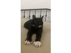 Adopt Salem and Ringo a Black & White or Tuxedo American Shorthair / Mixed
