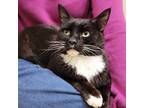 Adopt (SENIOR) Sylvester a Domestic Mediumhair cat in Calistoga, CA (41086621)