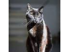 Adopt (Senior) Dolly a All Black Domestic Shorthair cat in Calistoga