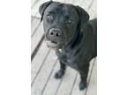 Adopt Knox a Black - with White Boxer / Labrador Retriever / Mixed dog in