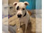 Boxer Mix DOG FOR ADOPTION RGADN-1243468 - Brian - Boxer / Mixed Dog For