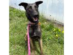Adopt Allison a Brown/Chocolate Belgian Malinois dog in Columbia, SC (41224022)