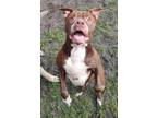Adopt Abby a Brown/Chocolate - with White American Pit Bull Terrier / Mixed dog