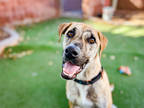 Adopt Mars a Brindle Plott Hound / Mixed Breed (Medium) / Mixed (short coat) dog