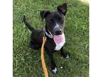Adopt DIRK a Black Australian Cattle Dog / Mixed Breed (Medium) / Mixed (short