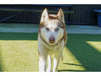 Adopt Lemon a Brindle Alaskan Klee Kai / Mixed Breed (Medium) / Mixed (short