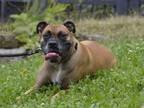 Adopt Zeke a Tan/Yellow/Fawn Boxer / Mastiff / Mixed dog in Woodbury