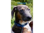Adopt Buttercup ~ meet me! a Gray/Blue/Silver/Salt & Pepper Boxer / Weimaraner /