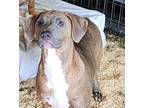 Adopt Clover ~ meet me! a Brindle - with White Boxer / Weimaraner / Mixed dog in