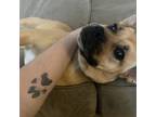 Adopt Ruby a Brown/Chocolate Boxer / Mixed Breed (Medium) dog in Bellmawr