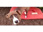 Adopt Stevie Rose Talbot a Boxer / Mixed Breed (Medium) dog in Southampton