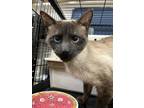 Adopt Isabella a Cream or Ivory (Mostly) Siamese (short coat) cat in