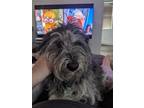 Adopt Tonto a Black - with White Border Collie / Mixed dog in Tracy