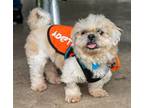 Adopt Maser TX a White Shih Tzu / Mixed dog in Boonton, NJ (41444289)