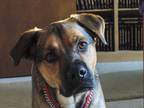 Adopt Buddy a Tan/Yellow/Fawn Husky / German Shepherd Dog / Mixed dog in