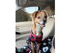 Adopt Nyla a Tan/Yellow/Fawn Chiweenie / Mixed dog in Stockbridge, GA (41466072)