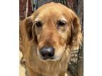 Adopt Rachel a Red/Golden/Orange/Chestnut Golden Retriever / Mixed dog in New