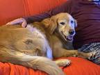 Adopt Bubbles a Red/Golden/Orange/Chestnut Golden Retriever / Mixed dog in New
