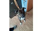 Adopt Boogie a Black American Pit Bull Terrier / Mixed Breed (Medium) / Mixed