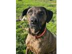 Adopt Captain (Chimmy) a Brindle Plott Hound / Mixed dog in St Louis