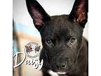 Adopt Daisy Rushin a Black Pit Bull Terrier dog in Twin Falls, ID (41378138)