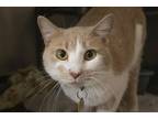 Adopt Dexter a Orange or Red Domestic Shorthair / Mixed cat in Mountain Home