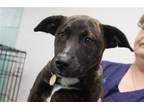 Adopt Cocoa a Labrador Retriever / Plott Hound / Mixed dog in Mountain Home