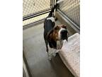 Adopt Karen a White Coonhound / Mixed Breed (Medium) / Mixed (short coat) dog in