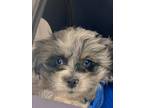 Adopt Apollo a White - with Black Pekingese / Poodle (Miniature) / Mixed dog in