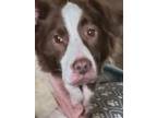 Adopt Brownie a White - with Red, Golden, Orange or Chestnut Australian Shepherd