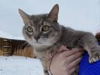 Adopt Nala a Gray or Blue Domestic Shorthair / Mixed Breed (Medium) / Mixed