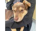 Adopt RAY a Siberian Husky, Mixed Breed