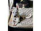 Adopt Gunnar a White German Shepherd Dog / German Shepherd Dog / Mixed dog in