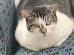 Adopt Goonie a White Domestic Shorthair / Mixed Breed (Medium) / Mixed (short
