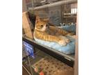 Adopt Munchkin a Orange or Red (Mostly) Domestic Shorthair / Mixed (short coat)